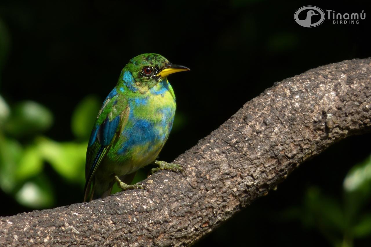 Tinamu Birding Hotel La Manuelita Buitenkant foto