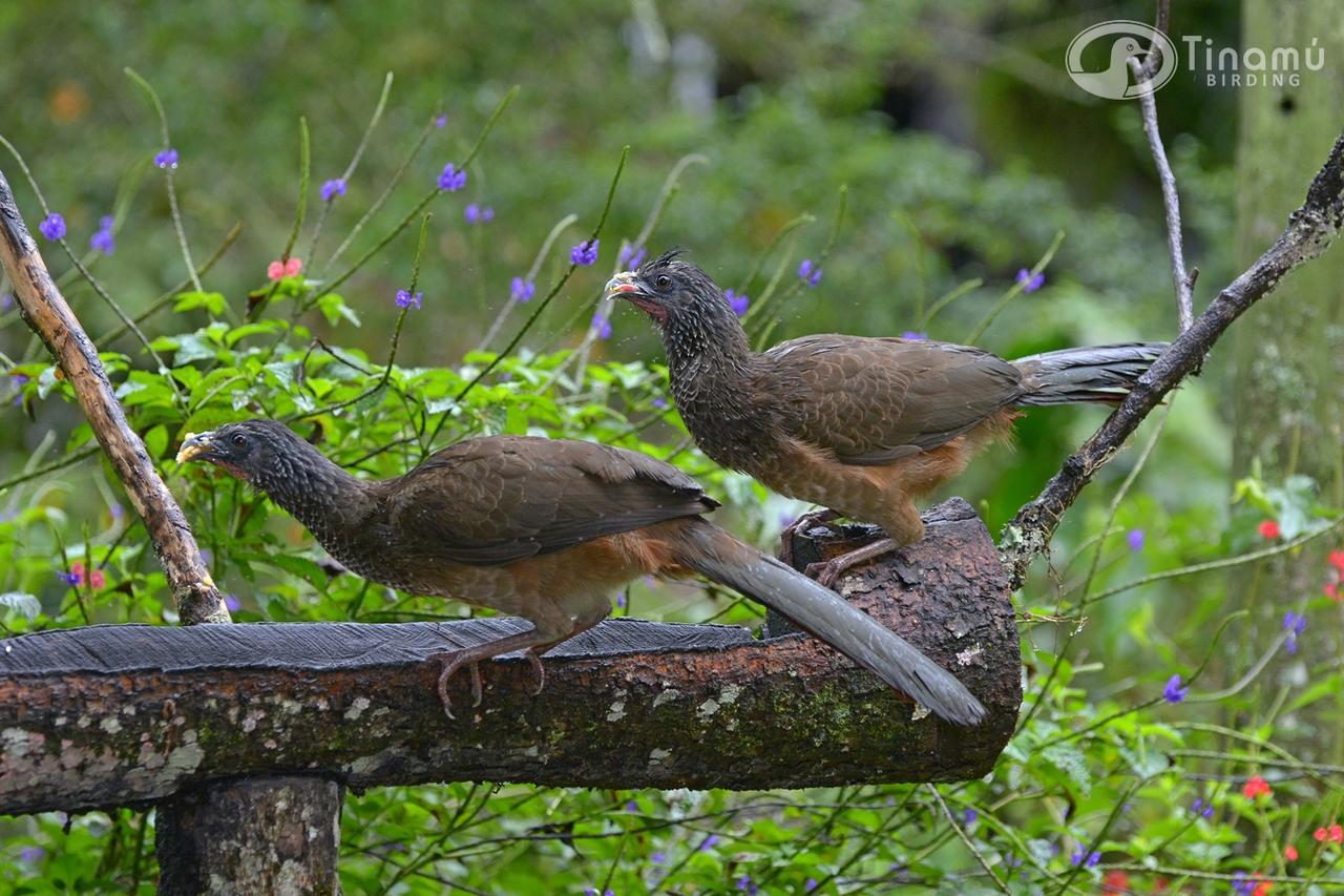 Tinamu Birding Hotel La Manuelita Buitenkant foto