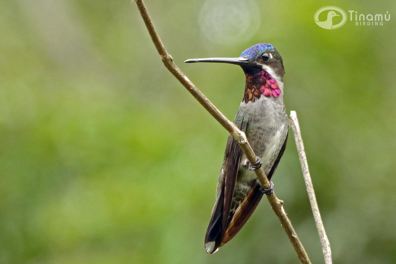 Tinamu Birding Hotel La Manuelita Buitenkant foto