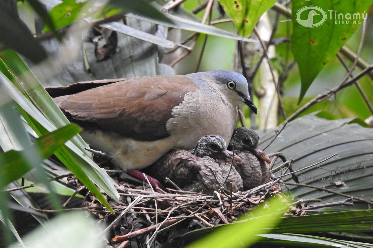 Tinamu Birding Hotel La Manuelita Buitenkant foto