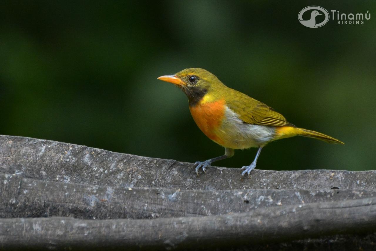 Tinamu Birding Hotel La Manuelita Buitenkant foto