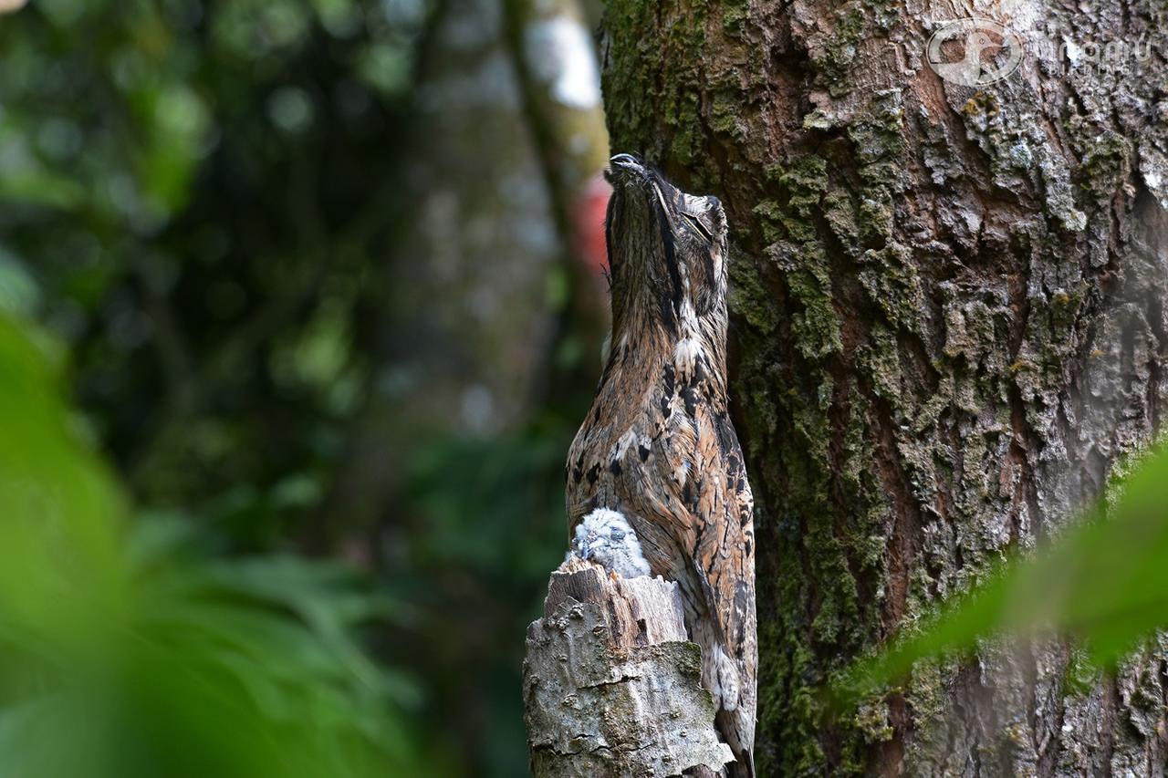 Tinamu Birding Hotel La Manuelita Buitenkant foto