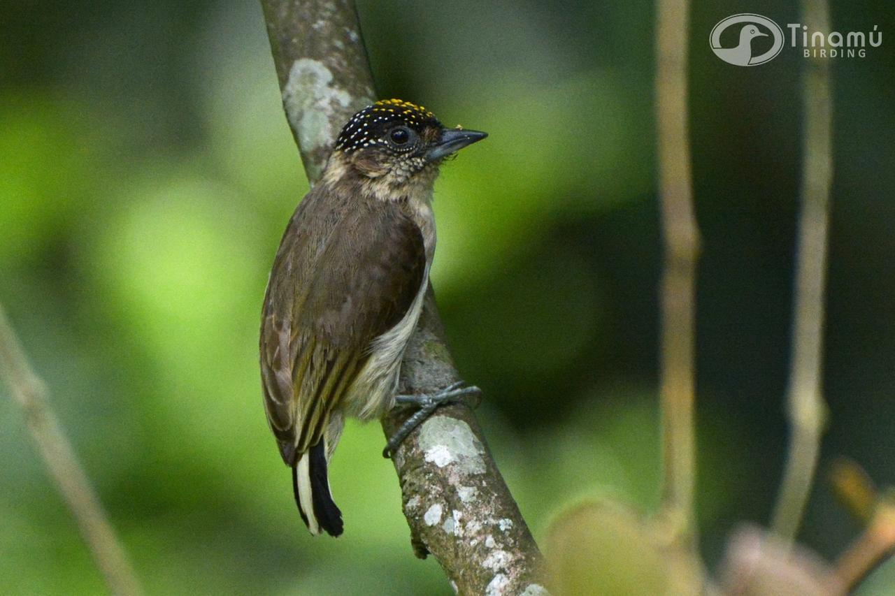 Tinamu Birding Hotel La Manuelita Buitenkant foto