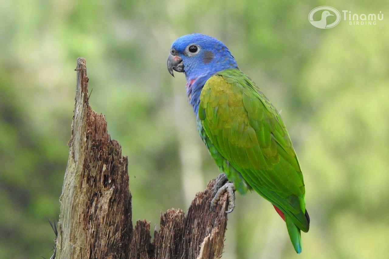 Tinamu Birding Hotel La Manuelita Buitenkant foto